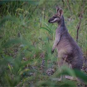Wallaby