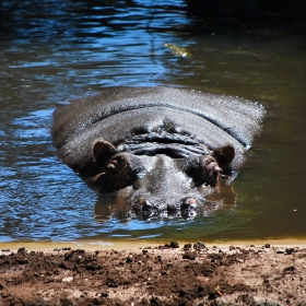 hippo