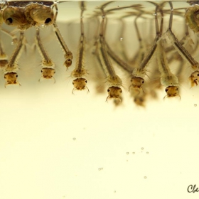  Anopheles(Mosquito larvae)