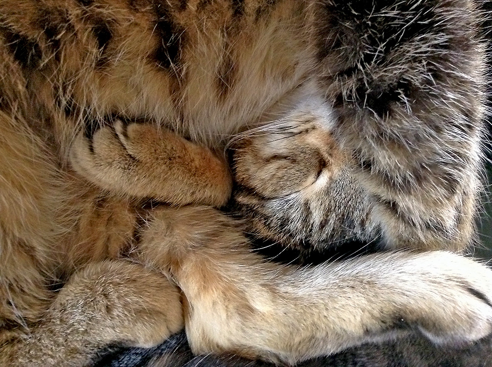 Curled