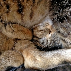Curled