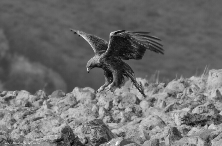 Скален орел / Aquila chrysaetos