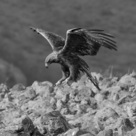 Скален орел / Aquila chrysaetos