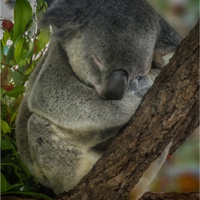 Koala - един образцов служител от държавната администрация :)