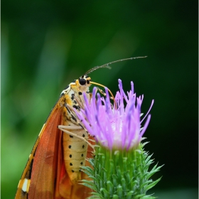 Джърси Тигър (Euplagia quadripunctaria)