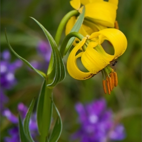 Жълт планински крем (Lilium jankae)