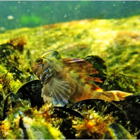 Под водите на Черно море 1