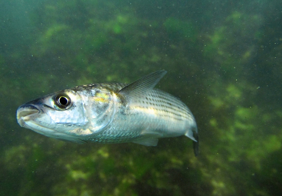 Под водите на Черно море 4