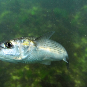 Под водите на Черно море 4