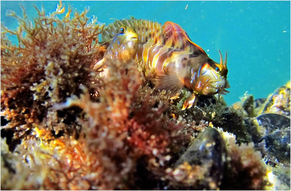 Под водите на Черно море 3