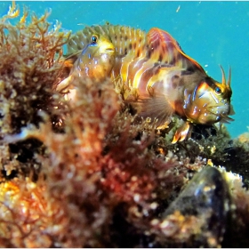 Под водите на Черно море 3