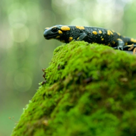 Salamandara Salamandra