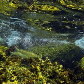 Под водите на Черно море 7