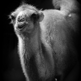 Кораб