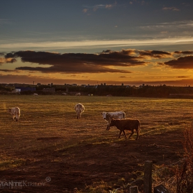 Ireland