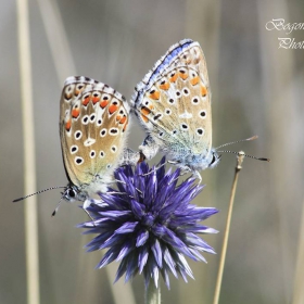 Common blue по две