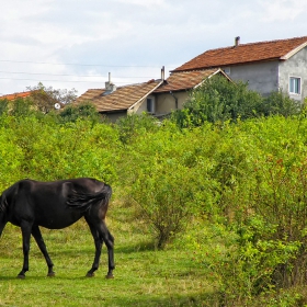 Кон пасе трева