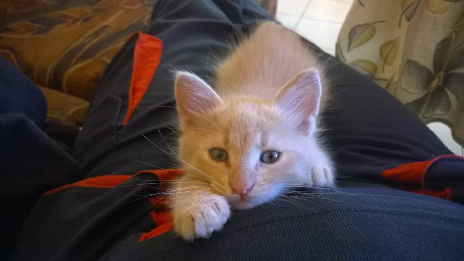little kitten