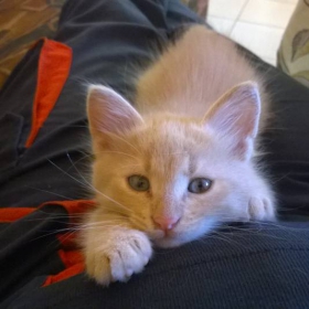 little kitten