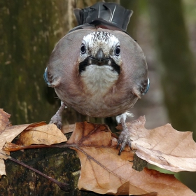 Сойка - Garrulus glandarius