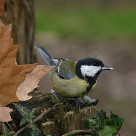 Голям синигер - Parus major