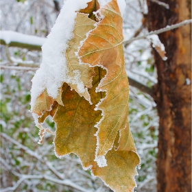 Снежно