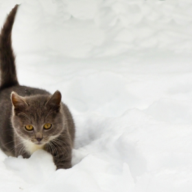 Котешки неволи...