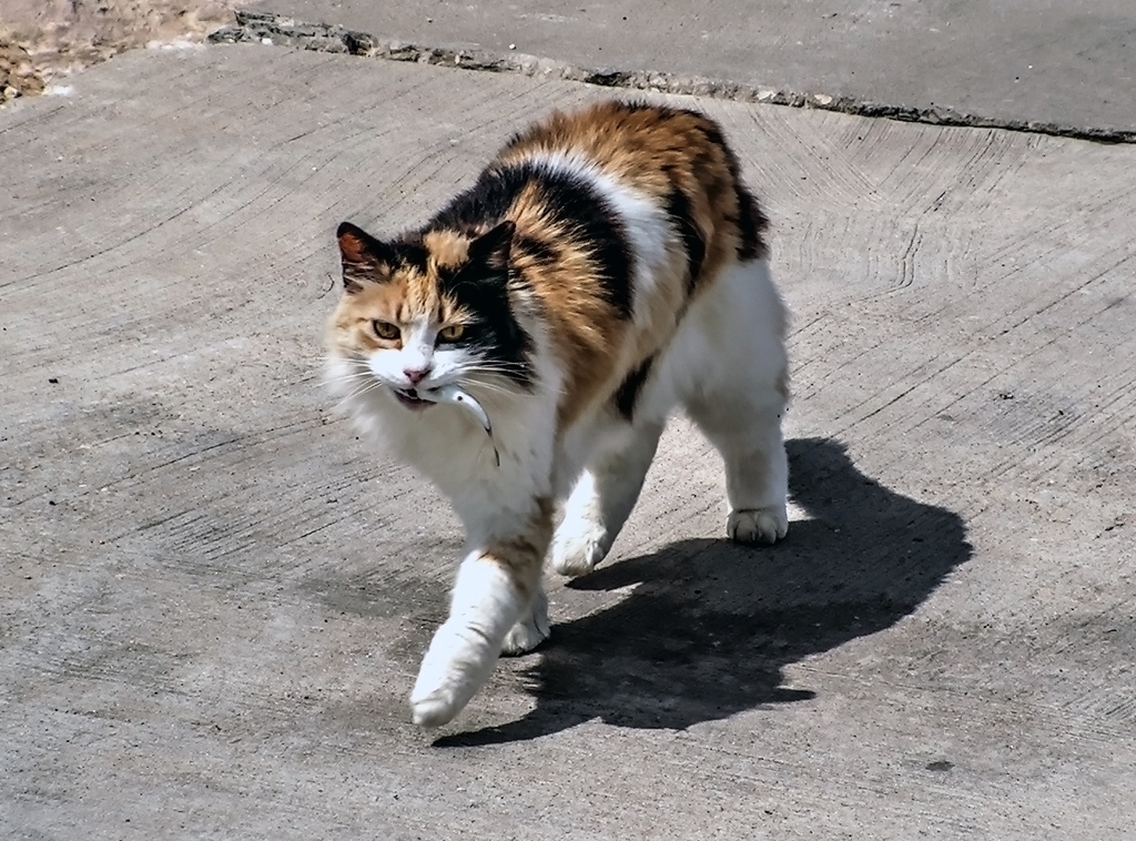 Улов