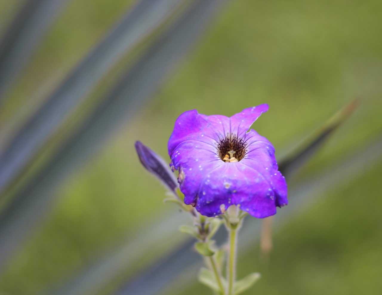 Violet