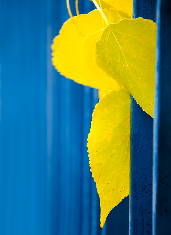 Yellow Hello