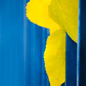 Yellow Hello