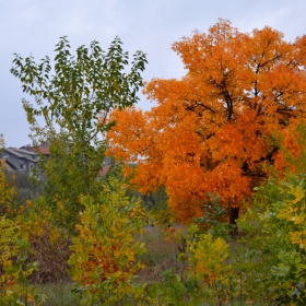 Есенни багри