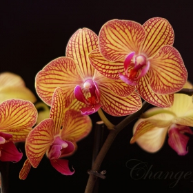 Phalaenopsis - 3