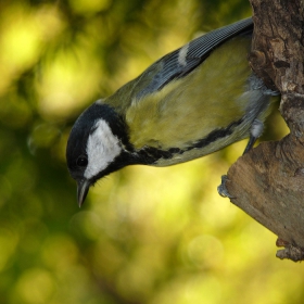 Голям синигер - Parus major