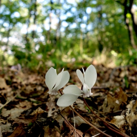 Бели горски красавици