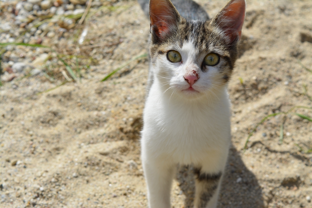 Коте