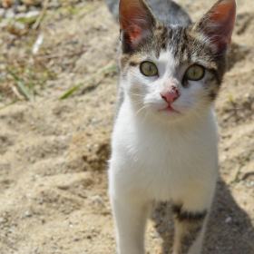 Коте
