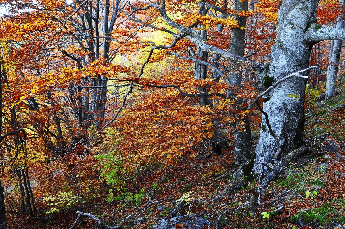 От Балкана