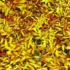 Есенни мозайки 2