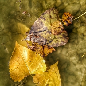 водна есен