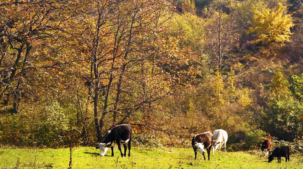 Край село, на полянка до гората