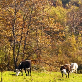 Край село, на полянка до гората