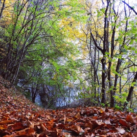 Есенни багри в гората