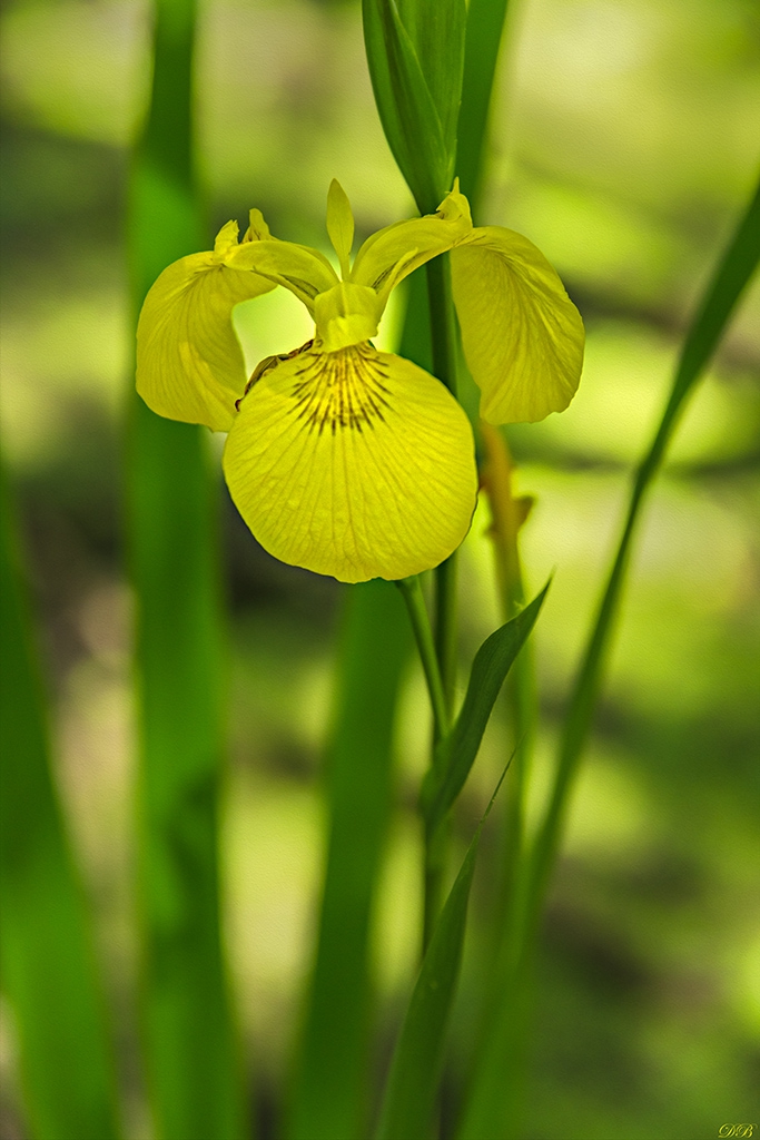 Iris pseudacorus