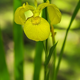 Iris pseudacorus