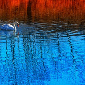 Swan with Reflections