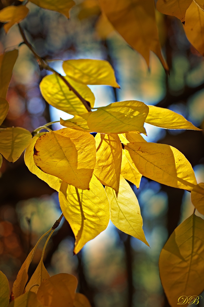 Sunlit Yellow Leaves