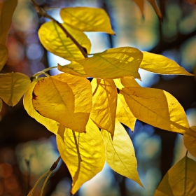 Sunlit Yellow Leaves