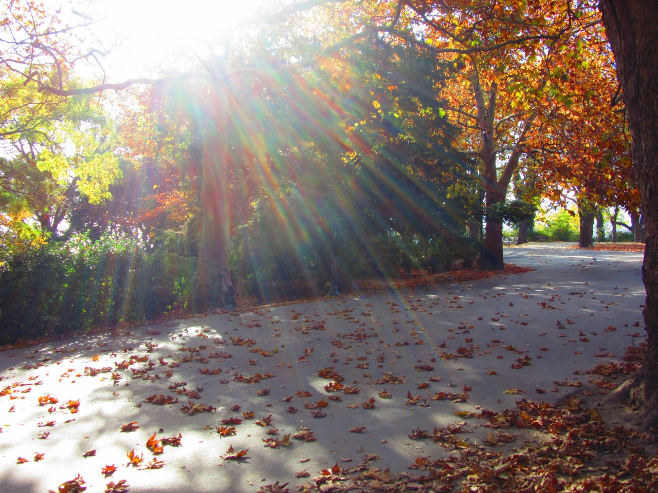 The light