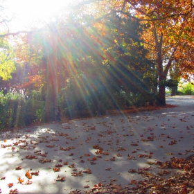 The light